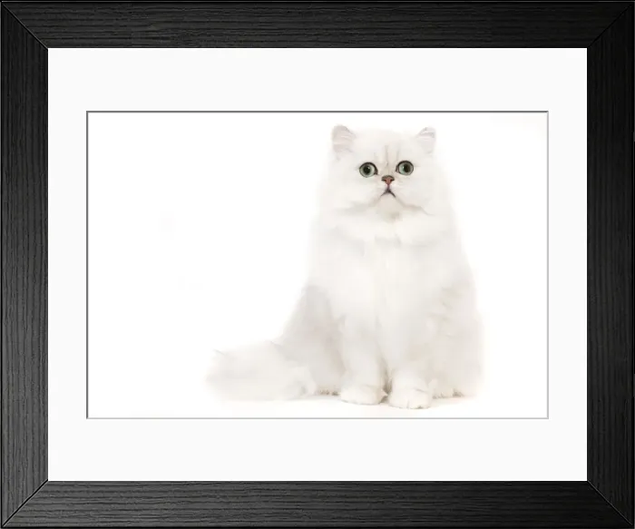 Framed Print : Cat - Silver Shaded Persian kitten in studio Framed Print : Cat - Silver Shaded Persian kitten in studio
