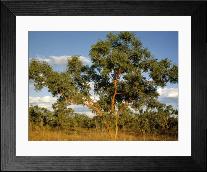 Framed Print : Salmon Gum nest tree species for the endangered Gouldian finch, near Katherine, Northern Territory, Australia JPF32443