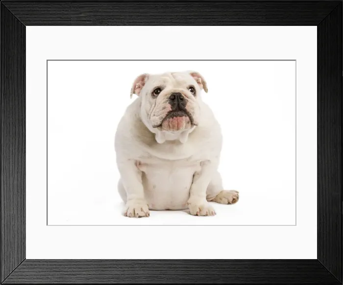 Framed Print : English Bulldog - puppy Framed Print : English Bulldog - puppy