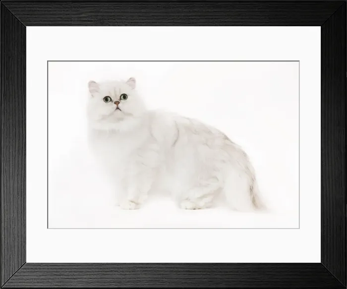 Framed Print : Cat - Silver Shaded Persian kitten in studio Framed Print : Cat - Silver Shaded Persian kitten in studio