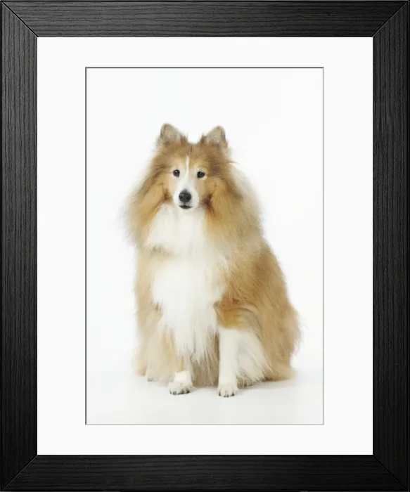 Framed Print : DOG. Shetland sheepdog Framed Print : DOG. Shetland sheepdog