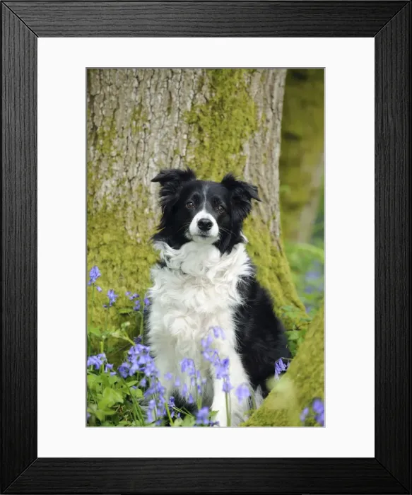 Framed Print : DOG. Border collie sitting in front of tree Framed Print : DOG. Border collie sitting in front of tree