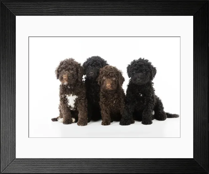 Framed Print : DOG. Spanish water dog puppies sitting together Framed Print : DOG. Spanish water dog puppies sitting together
