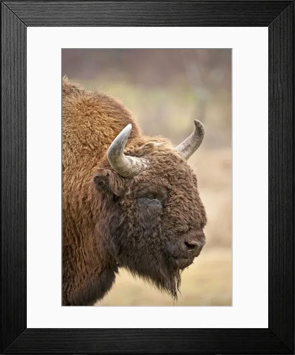 Framed Print : Bison - close up of head - Highland Wildlife Park - Kingussie - Scotland Framed Print : Bison - close up of head - Highland Wildlife Park - Kingussie - Scotland