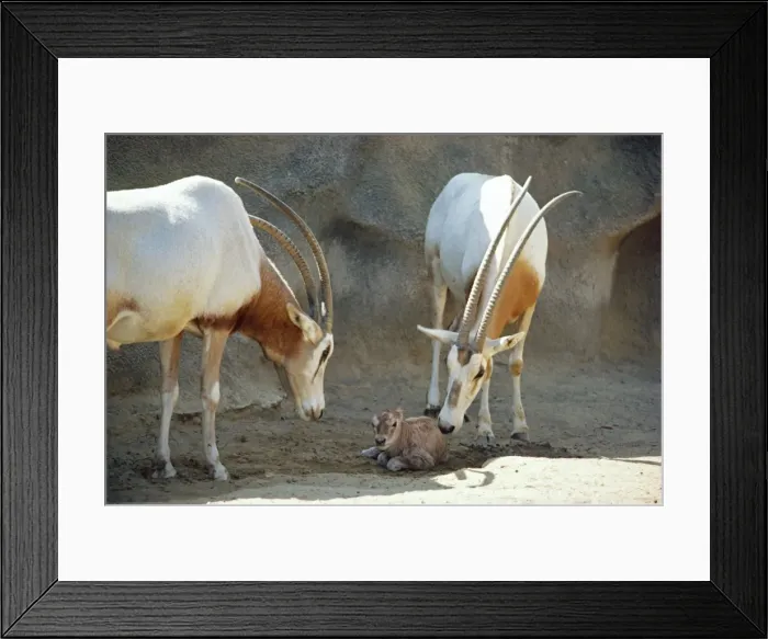 Framed Print : Scimitar-Horned Oryx - with new born young Framed Print : Scimitar-Horned Oryx - with new born young