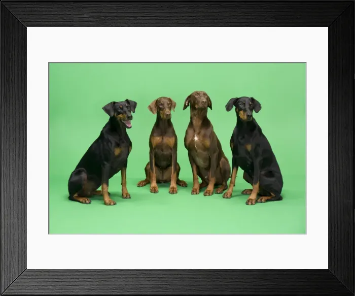 Framed Print : Dogs - Four Dobermans sittign down Framed Print : Dogs - Four Dobermans sittign down