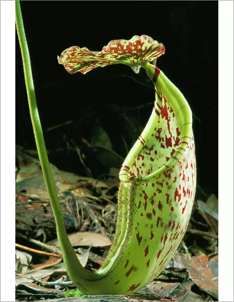 Pitcher Plant - Kinabalu National Park, Sabah, Borneo, Malaysia JPF29965