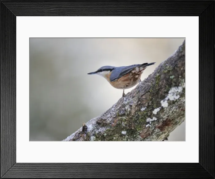 Framed Print : BIRD. Nuthatch Framed Print : BIRD. Nuthatch