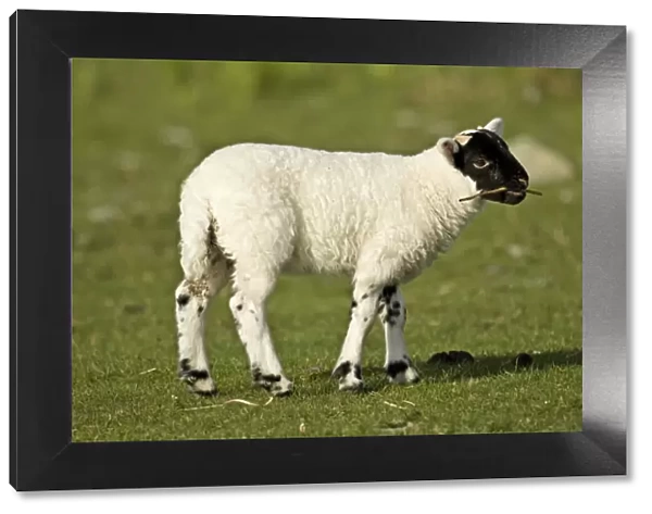 Black-faced sheep - Lamb with twig in mouth - Isle of Mull - Scotland