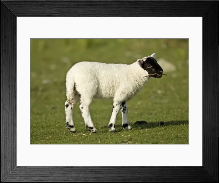 Framed Print : Black-faced sheep - Lamb with twig in mouth - Isle of Mull - Scotland Framed Print : Black-faced sheep - Lamb with twig in mouth - Isle of Mull - Scotland