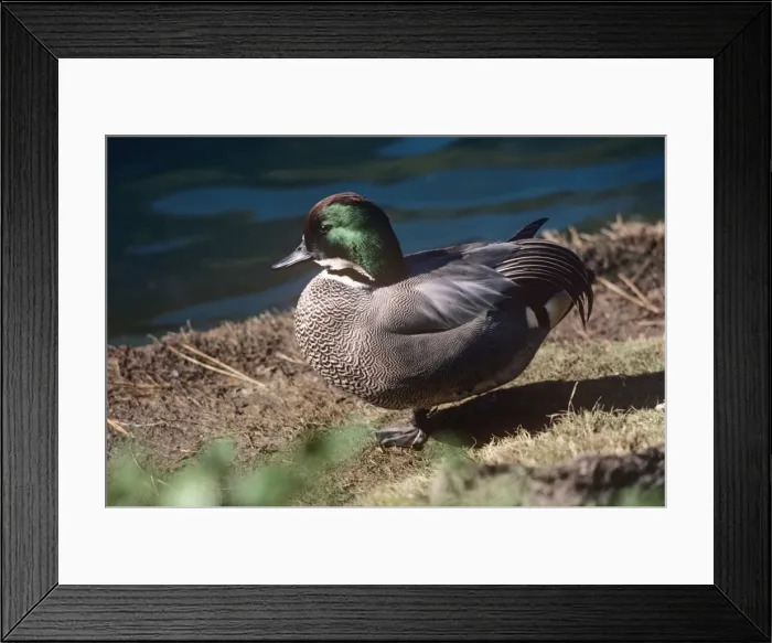 Framed Print : Falcated Teal Framed Print : Falcated Teal