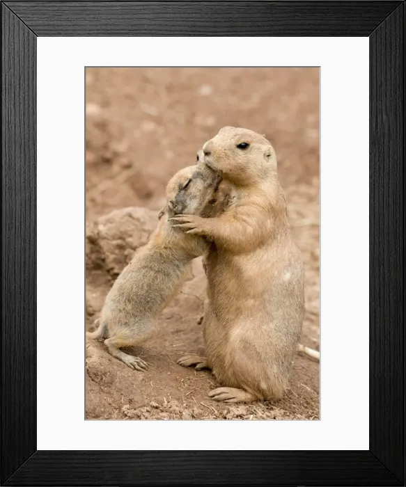 Framed Print : Black Tailed Prairie Marmots - adult & juvenile hugging Framed Print : Black Tailed Prairie Marmots - adult & juvenile hugging