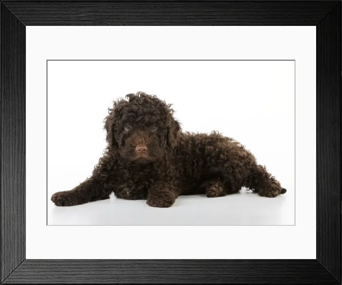 Framed Print : DOG. Spanish water dog puppy laying down Framed Print : DOG. Spanish water dog puppy laying down