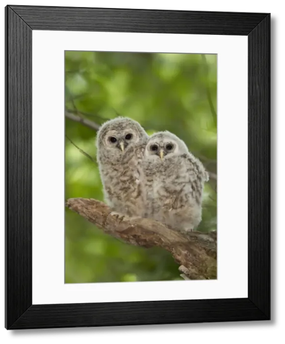 Framed Print : Barred Owl - fledglings just outside of their nest cavity. May in Connecticut, USA Framed Print : Barred Owl - fledglings just outside of their nest cavity. May in Connecticut, USA