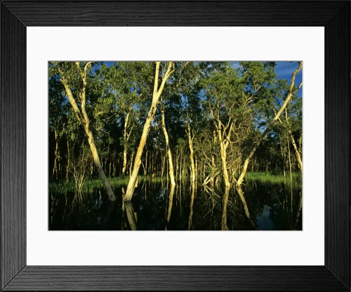 Framed Print : Paperbark Swamp (M. leucadendra) Kakadu National Park (World Heritage Area), Northern Territory, Australia JPF51239 Framed Print : Paperbark Swamp (M. leucadendra) Kakadu National Park (World Heritage Area), Northern Territory, Australia JPF51239