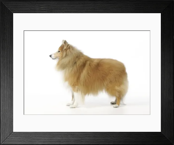 Framed Print : DOG. Shetland sheepdog Framed Print : DOG. Shetland sheepdog