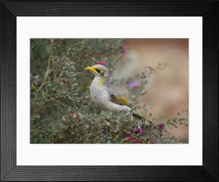 Framed Print : Yellow-throated Miner At Olive Pink Botanic Gardens, Alice Springs, Northern Territory, Australia Framed Print : Yellow-throated Miner At Olive Pink Botanic Gardens, Alice Springs, Northern Territory, Australia