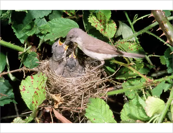 Lesser Whitehroat - female at nest feeding young