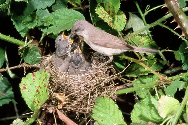 Lesser Whitehroat - female at nest feeding young