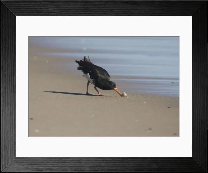 Framed Print : Variable Oystercatcher - opening a tuatua At Rogers Road Beach, Ohinepanea, southeast of Te Puke, North Island, Island, New Zealand Framed Print : Variable Oystercatcher - opening a tuatua At Rogers Road Beach, Ohinepanea, southeast of Te Puke, North Island, Island, New Zealand