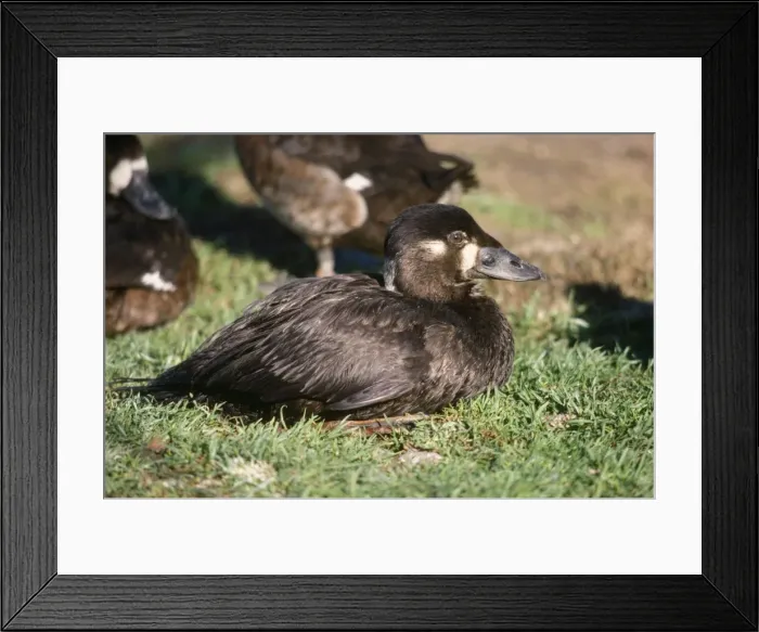 Framed Print : Surf Scoter Duck - male Framed Print : Surf Scoter Duck - male