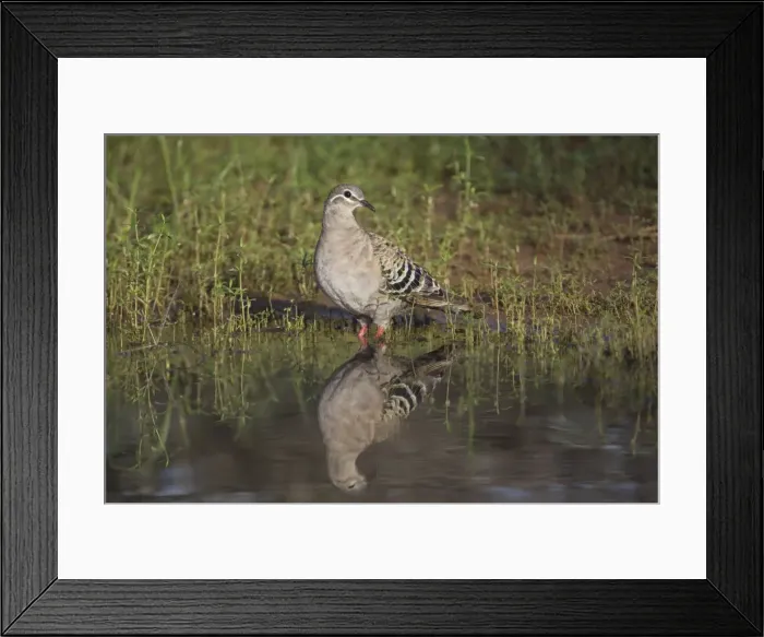 Framed Print : Common Bronzewing A female at a waterhole at Ti Tree, Northern Territory, Australia Framed Print : Common Bronzewing A female at a waterhole at Ti Tree, Northern Territory, Australia