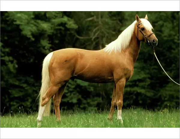 Horse - Palomino pony on rein JPF18125