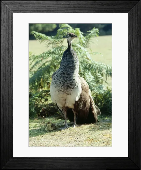 Framed Print : Peacock / Pea Hen - with chick Framed Print : Peacock / Pea Hen - with chick