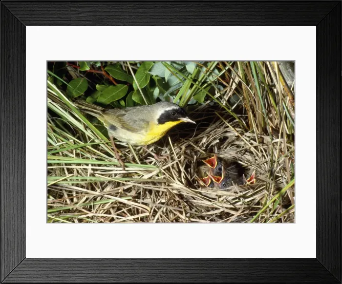 Framed Print : Yellowthroat - male at nest with young Framed Print : Yellowthroat - male at nest with young