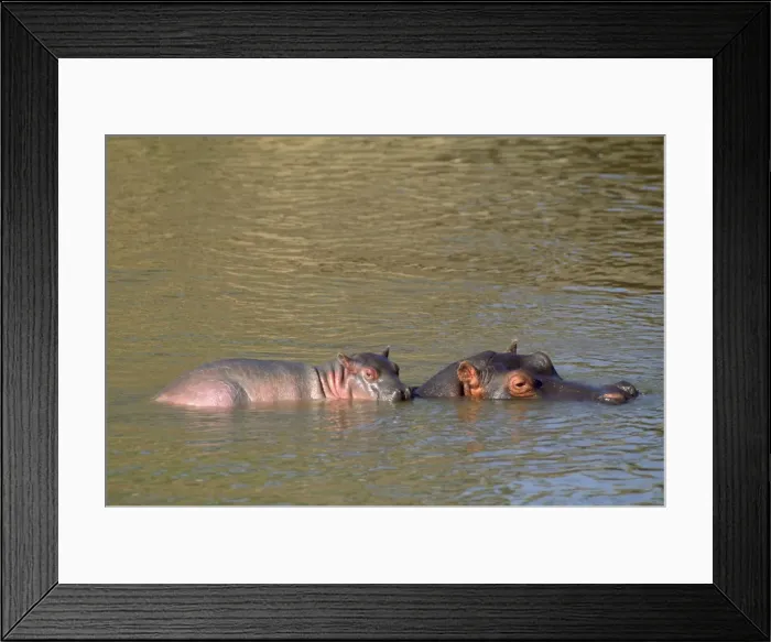Framed Print : Hippopotamus - baby on mother's back - Maasai Mara Kenya Africa Framed Print : Hippopotamus - baby on mother's back - Maasai Mara Kenya Africa