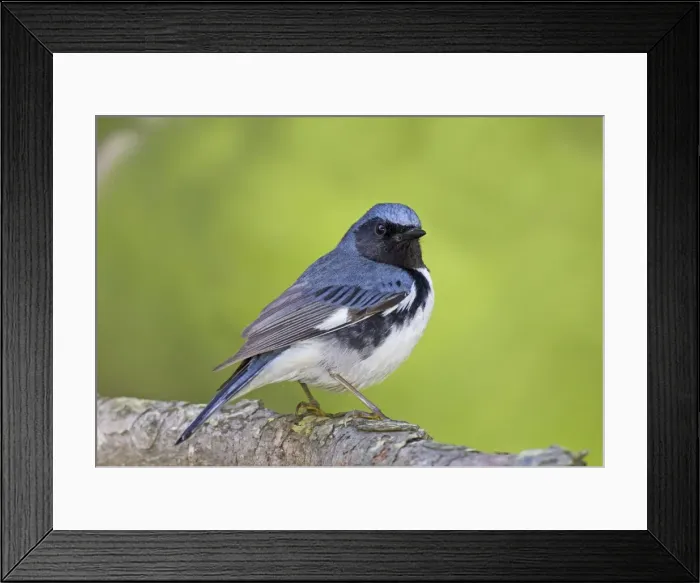 Framed Print : Black-throated Blue Warbler - adult male on territory in spring. May in Connecticut, USA Framed Print : Black-throated Blue Warbler - adult male on territory in spring. May in Connecticut, USA