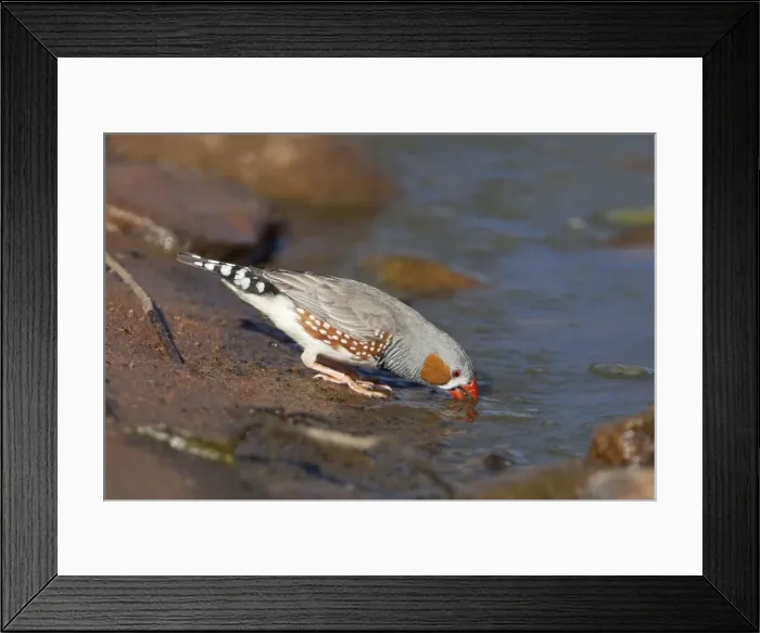 Framed Print : Zebra Finch male drinking At a pool near Canteen Creek Aboriginal Community, Northern Territory, Australia Framed Print : Zebra Finch male drinking At a pool near Canteen Creek Aboriginal Community, Northern Territory, Australia