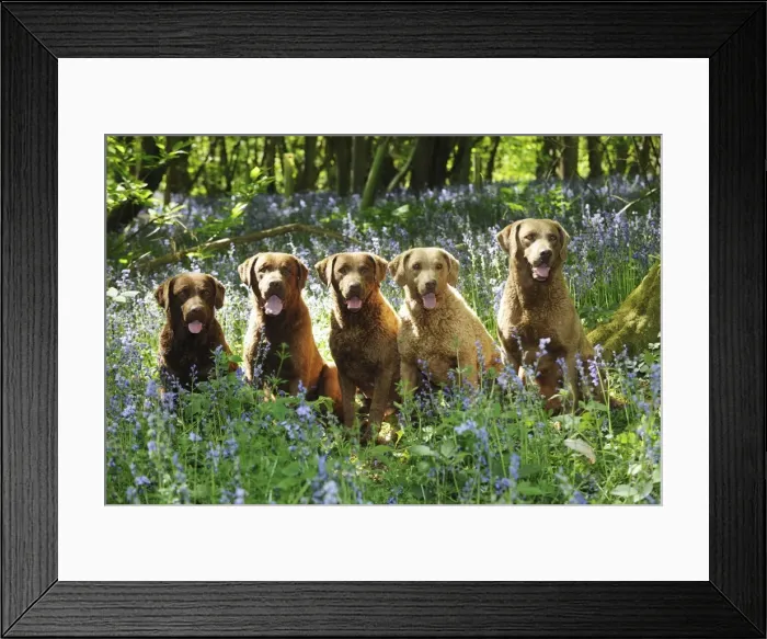 Framed Print : DOG. Chesapeake bay retrievers sitting in a row in forget me nots Framed Print : DOG. Chesapeake bay retrievers sitting in a row in forget me nots