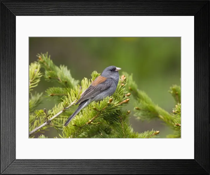 Framed Print : Dark-eyed Junco - on breeding territory in the Snowy Range of Wyoming - July - USA Framed Print : Dark-eyed Junco - on breeding territory in the Snowy Range of Wyoming - July - USA