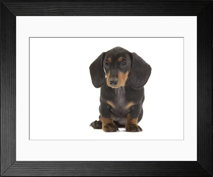 Framed Print : Smooth-haired Dachshund / Teckel - puppy in studio. Also know as Doxie / Doxies in the US Framed Print : Smooth-haired Dachshund / Teckel - puppy in studio. Also know as Doxie / Doxies in the US