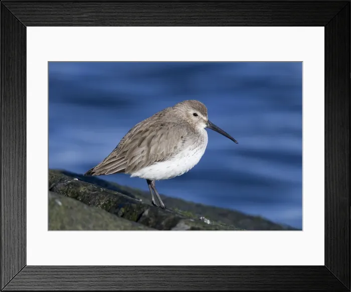 Framed Print : Dunlin - in winter plumage - February - Barnegat Light - New Jersey - USA Framed Print : Dunlin - in winter plumage - February - Barnegat Light - New Jersey - USA
