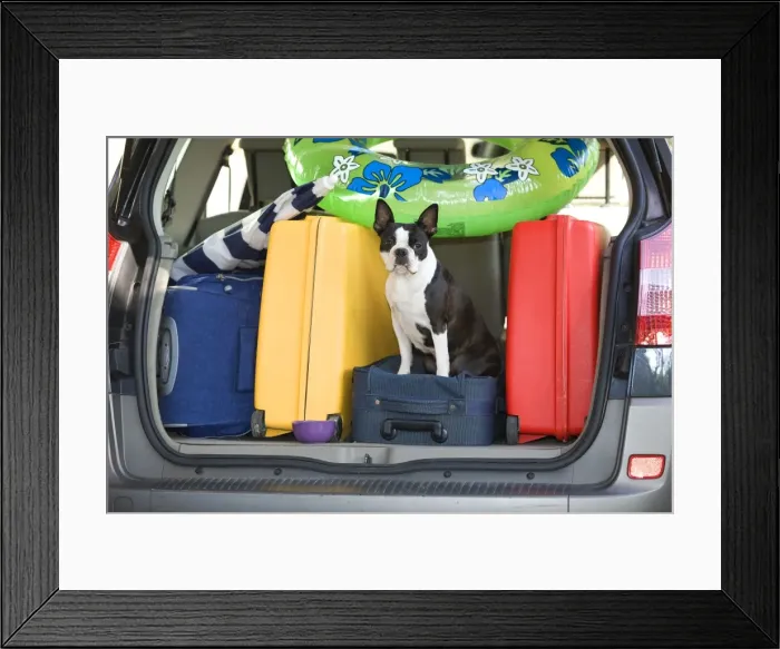 Framed Print : Dog - Boston Terrier in boot of car - going on holiday with family's luggage Framed Print : Dog - Boston Terrier in boot of car - going on holiday with family's luggage