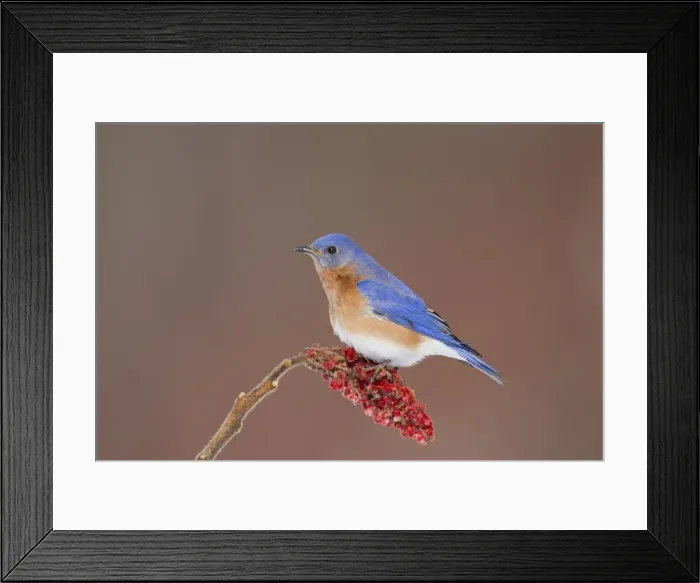 Framed Print : Eastern Bluebird - adult male - February - Connecticut - USA Framed Print : Eastern Bluebird - adult male - February - Connecticut - USA