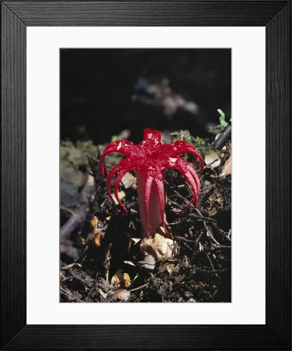 Framed Print : Fungus - Attracts flies with its vile odour, Gordon River, Tasmania, Australia JPF19495 Framed Print : Fungus - Attracts flies with its vile odour, Gordon River, Tasmania, Australia JPF19495