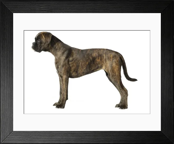 Framed Print : Dog - Boxer in studio Framed Print : Dog - Boxer in studio