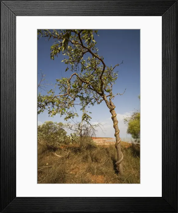 Framed Print : Snake Vine Growing on tree near Broome Bird Observatory, Crab Creek Road, Broome Western Australia Framed Print : Snake Vine Growing on tree near Broome Bird Observatory, Crab Creek Road, Broome Western Australia