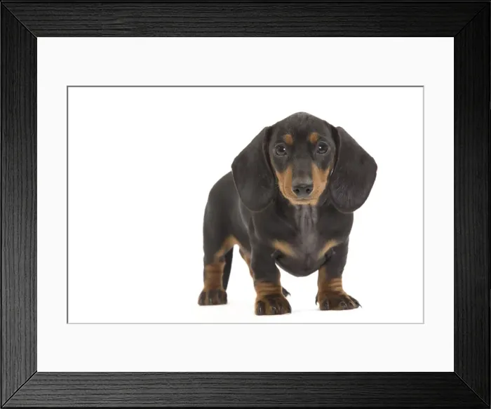 Framed Print : Smooth-haired Dachshund / Teckel - puppy in studio. Also know as Doxie / Doxies in the US Framed Print : Smooth-haired Dachshund / Teckel - puppy in studio. Also know as Doxie / Doxies in the US