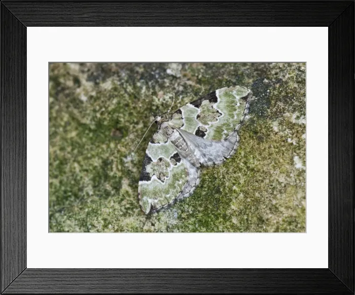 Framed Print : Green Carpet - Lincolnshire - England Framed Print : Green Carpet - Lincolnshire - England