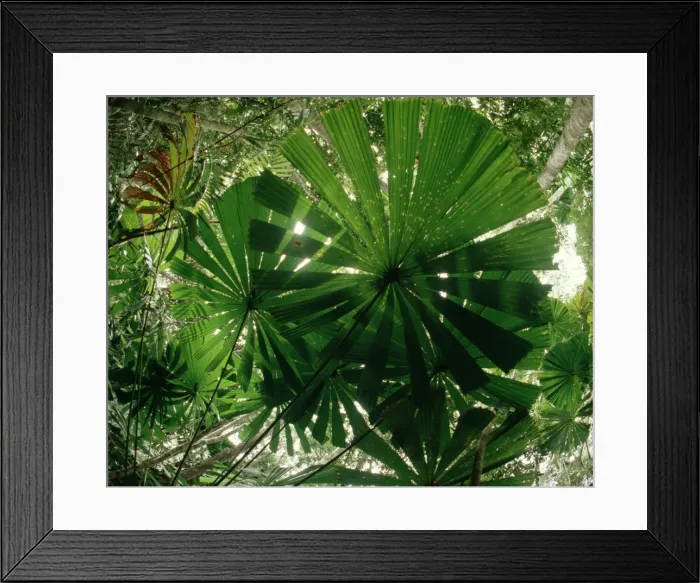 Framed Print : Fan Palm - With sunlight from above - Lowland rainforest, North Queensland, Australia JPF23066 Framed Print : Fan Palm - With sunlight from above - Lowland rainforest, North Queensland, Australia JPF23066
