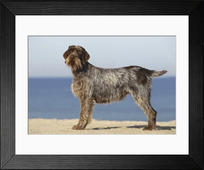 Framed Print : Dog - Korthal Griffon - on beach Framed Print : Dog - Korthal Griffon - on beach