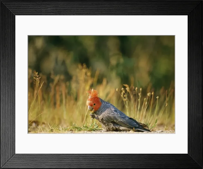 Framed Print : Gang Gang Cockatoo JPF 8049 Kosciusko National Park, New South Wales, Australia. Callocephalon fimbriatum © Jean-Paul Ferrero / ARDEA LONDON Framed Print : Gang Gang Cockatoo JPF 8049 Kosciusko National Park, New South Wales, Australia. Callocephalon fimbriatum © Jean-Paul Ferrero / ARDEA LONDON