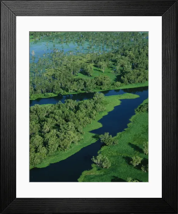Framed Print : Magela Creek wetlands, Paperbark swamp (M. cajuputi, M. leucadendra) Kakadu National Park (World Heritage Area), Northern Territory, Australia JPF51120 Framed Print : Magela Creek wetlands, Paperbark swamp (M. cajuputi, M. leucadendra) Kakadu National Park (World Heritage Area), Northern Territory, Australia JPF51120