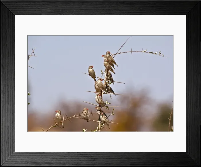 Framed Print : Red-billed Quelea - group on branch - Mashatu Game Reserve - Botswana Framed Print : Red-billed Quelea - group on branch - Mashatu Game Reserve - Botswana
