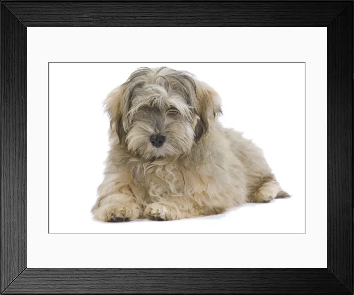Framed Print : Dog - Bichon Havanais / Havanese in studio Framed Print : Dog - Bichon Havanais / Havanese in studio