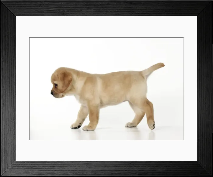 Framed Print : DOG. Yellow labrador puppy walking across floor Framed Print : DOG. Yellow labrador puppy walking across floor